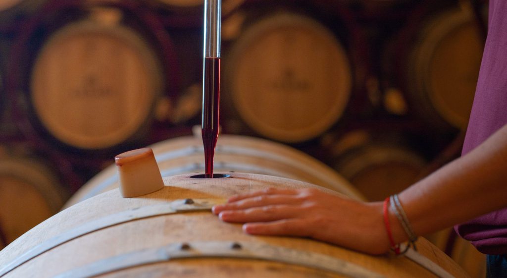 Cesari Wineries in Valpolicella hand using a pipe to examine a sample of red wine from a oak barrel