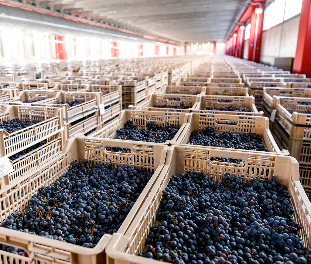 Cesari - cantina e il fruttaio